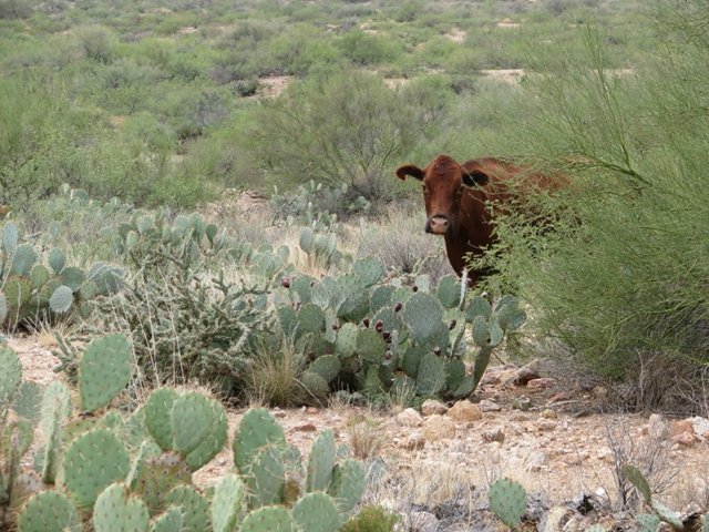 mucca-nel-deserto2