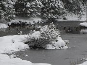 seefeld-e-neve-levico-27-gennaio-030