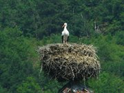 francia-germania-20-agosto-2012-061