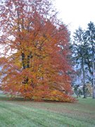 Parco-di-Levico-autunno-2007-1