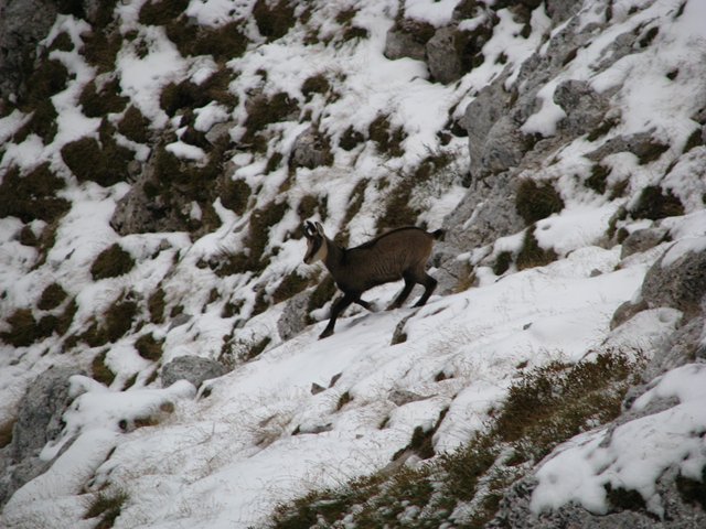 280908-camosci-da-cima-portule4