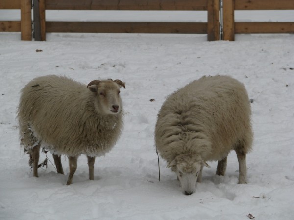 Pecore ai mercatini