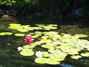 lago-Levico-ninfee