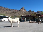 IMG_5994