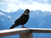 IMG_9218