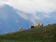 passo-pennes-e-pale-di-san-martino-024