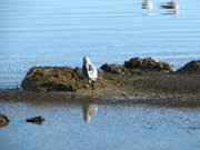 13-ottobre-mono-lake-yosemite-025