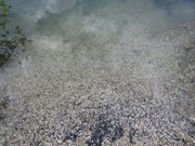 fuciade-costa-azzurra-043