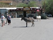 IMG_5988