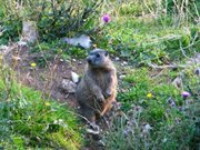 060909marmotta3