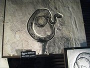 evanston-fossil-butte-jackson-hole-051