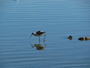 13-ottobre-mono-lake-yosemite-028