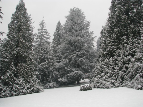 Nel parco dopo la nevicata