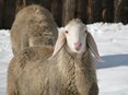 Pecore ai mercatini di Natale
